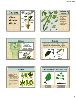 Bot 155 - Topic 1 - Vegetative Characteristics