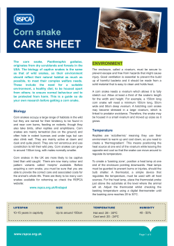 Corn snake care sheet