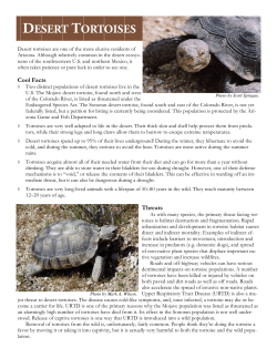 Tortoise fact sheet