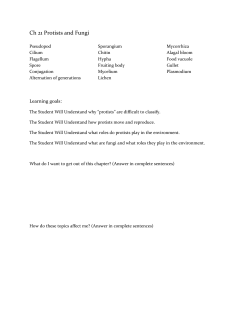 Ch 21 Protists and Fungi