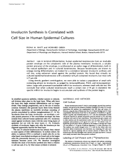 Involucrin Synthesis Is Correlated with Cell Size in Human