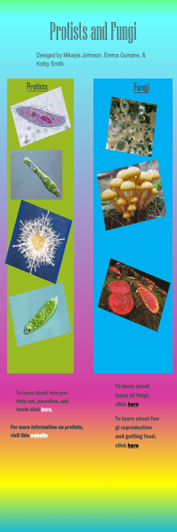 Protists and Fungi