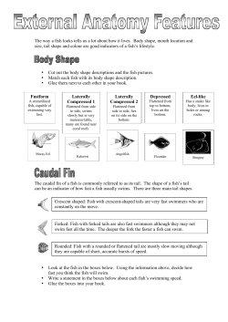 The way a fish looks tells us a lot about how it lives. Body shape