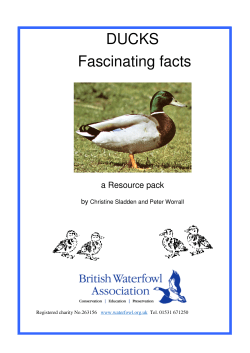 DUCKS Fascinating facts - British Waterfowl Association