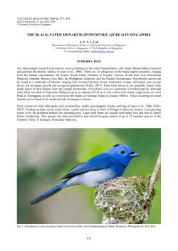 the black-naped monarch (hypothymis azurea) in singapore