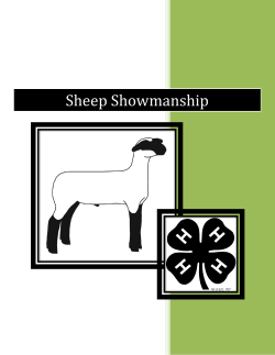 Sheep Showmanship Guide