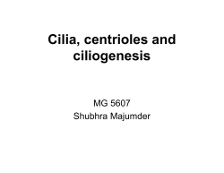 cilia and centrioles_5607-SM