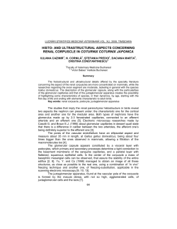 histo- and ultrastructural aspects concerning renal corpuscle in