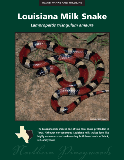 Louisiana Milk Snake - Texas the State of Water