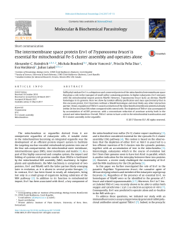 The intermembrane space protein Erv1 of Trypanosoma brucei is