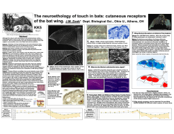 The neuroethology of touch in bats: cutaneous receptors