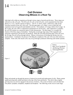 Cell Division