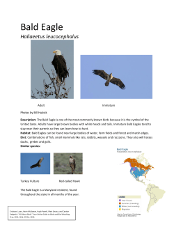 Bald Eagle