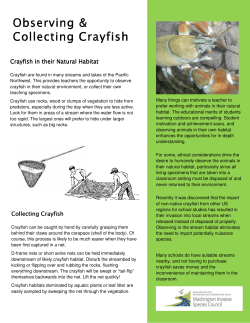 Observing and Collecting Crayfish