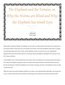 The Elephant and the Tortoise