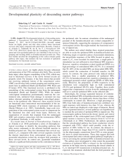 Developmental plasticity of descending motor pathways
