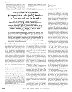 Ivory-Billed Woodpecker Persists in Continental North America