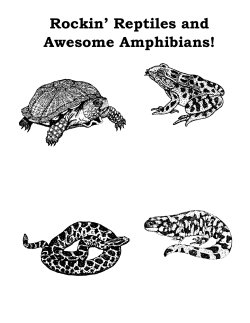 Rockin` Reptiles and Awesome Amphibians!