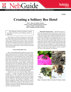 Creating a Solitary Bee Hotel