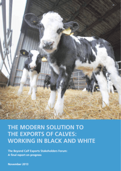 The modern soluTion To The exporTs of calves: working in black