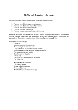 Normal behaviours of the pig