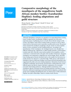 Comparative morphology of the mouthparts of the megadiverse