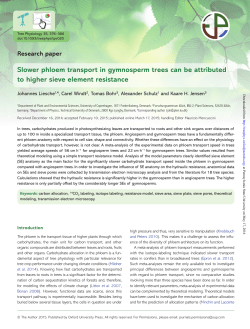 Slower phloem transport in gymnosperm trees can be