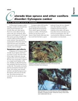 Colorado Blue Spruce and Other Conifers Disorder: Cytospora Canker