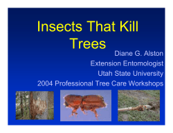 Insects That Kill Trees - Utah Pests
