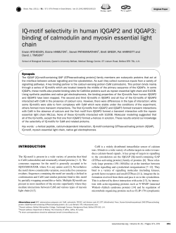 IQ-motif selectivity in human IQGAP2 and IQGAP3: binding of