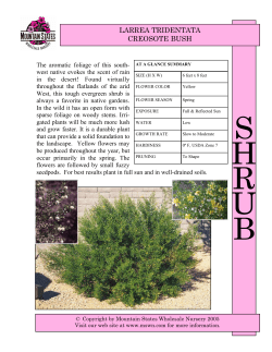 Larrea tridentata - Mountain States Wholesale Nursery