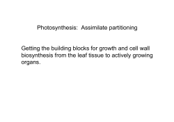 Photosynthesis: Assimilate partitioning