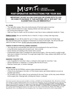 post-operative instructions for your dog