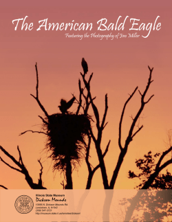 The American Bald Eagle