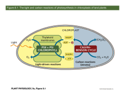 Figure 8.1 The light and carbon reactions of photosynthesis in