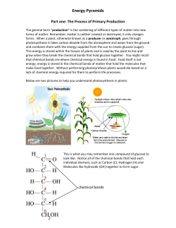 Part one: The Process of Primary Production