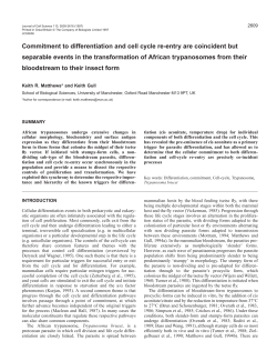 Commitment to differentiation and cell cycle re