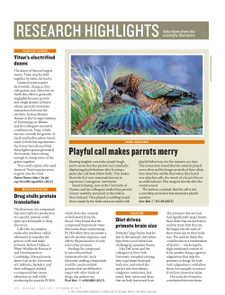 Playful call makes parrots merry