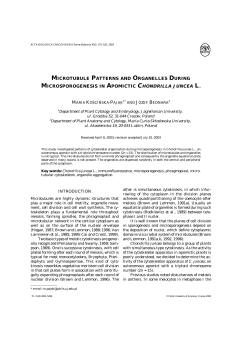 microtubule patterns and organelles during microsporogenesis