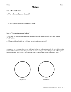 AP Meiosis Worksheet Ch. 13
