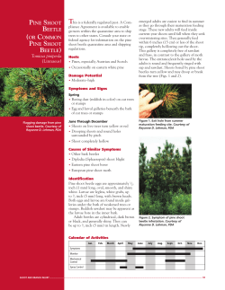 Pine Shoot Beetle - Penn State Extension