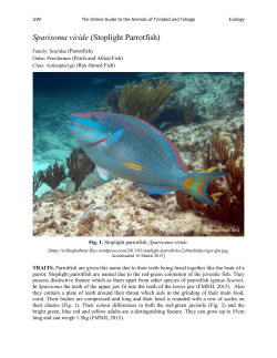 Sparisoma viride (Stoplight Parrotfish)