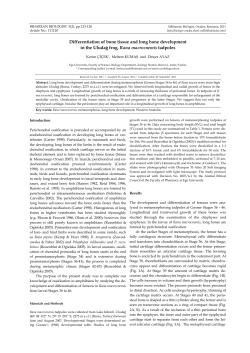Differentiation of bone tissue and long bone development in the