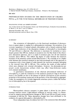 Photoselection studies on the orientation of chlorophyll