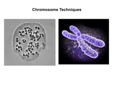 Chromosomes-Cytogenetics-Polyploidy-Methods