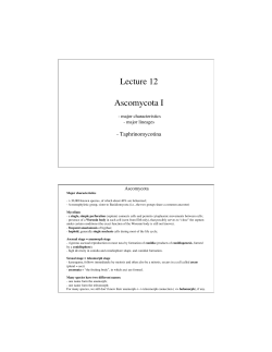 Lecture 12 Ascomycota I