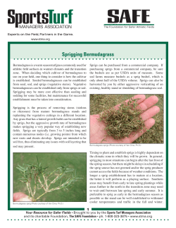 Sprigging Bermudagrass - Sports Turf Managers Association