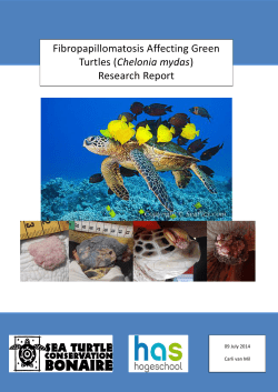 Fibropapillomatosis Affecting Green Turtles