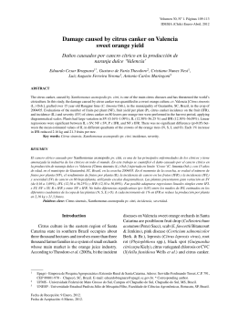 Damage caused by citrus canker on Valencia sweet