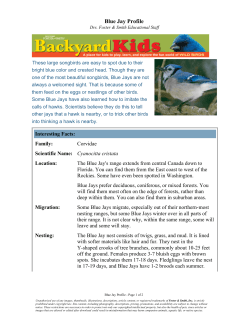 Blue Jay Profile - Drs. Foster and Smith